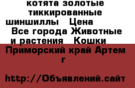 котята золотые тиккированные шиншиллы › Цена ­ 8 000 - Все города Животные и растения » Кошки   . Приморский край,Артем г.